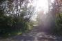 Palmirska — zdjęcie 1